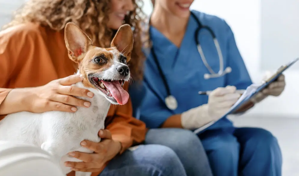 female pet parent pets her smiling terrior dog while speaking with a female veterinarian